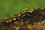 14_17_Feuersalamander_36