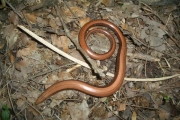 image_kl_008