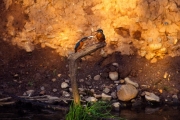 15_01_Eisvogel_Balz_L