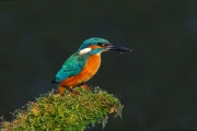 15_20_Eisvogel