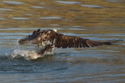 17_22_Fischadler_0437