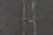 26_21_Fischadler_8110.JPG