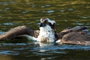 26_66_Fischadler_9478.JPG
