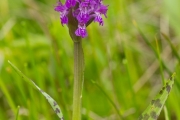 09_02_Breitblättriges_Knabenkraut_3359