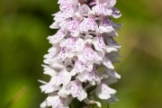 09_05_Orchideen_0104