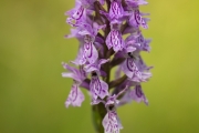 09_08_Orchideen_0115