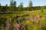 22_12_Ochsenmoor_0445