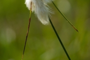 22_20_Ochsenmoor_9773