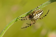 11_13_Spinne_4100