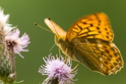 12_06_Kaisermantel_0737
