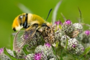 12_17_Scabiosenschwärmer_3536