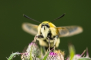 12_19_Scabiosenschwärmer_3555