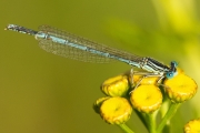 13_11_Libelle_0679