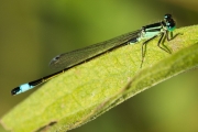 13_12_Libelle_0684