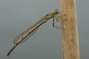 13_13_Libelle_3703