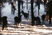 rotwild01