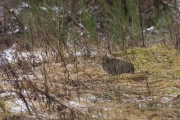 21_17_Wildkatze_9789_2.JPG