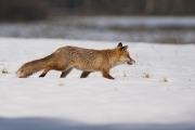 24_29_2_Fuchs_DSC5978