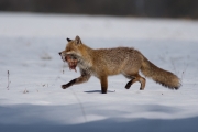 24_29_3_Fuchs_DSC6006