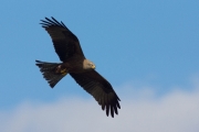 18_12_Schwarzmilan_8036.JPG
