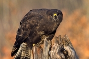10_11_Mäusebussard