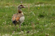 23_12_Nilgans_0136