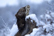 24_23_Mäusebussard