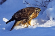 24_24_Mäusebussard_20