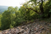 03_03_Vorkastell_9995