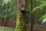 19_07_Alter_Baum_0208