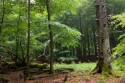 19_08_Alter_Baum_0233
