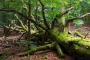 19_09_Alter_Baum_0227
