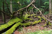 19_10_Alter_Baum_0236