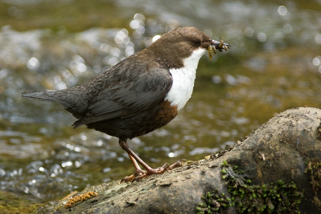 16_12_Wasseramsel_2014_6718