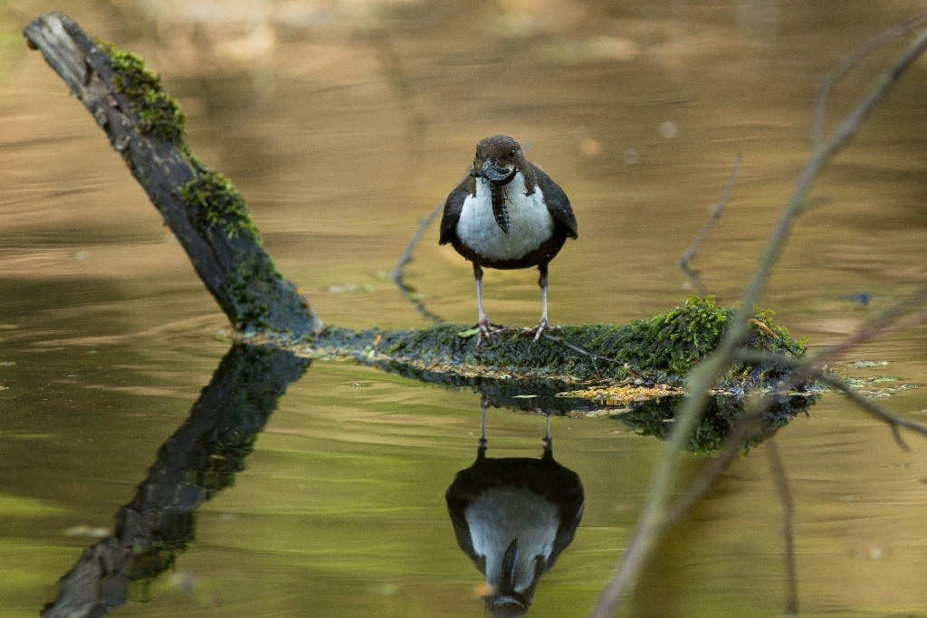 16_13_Wasseramsel_2014_6626_2