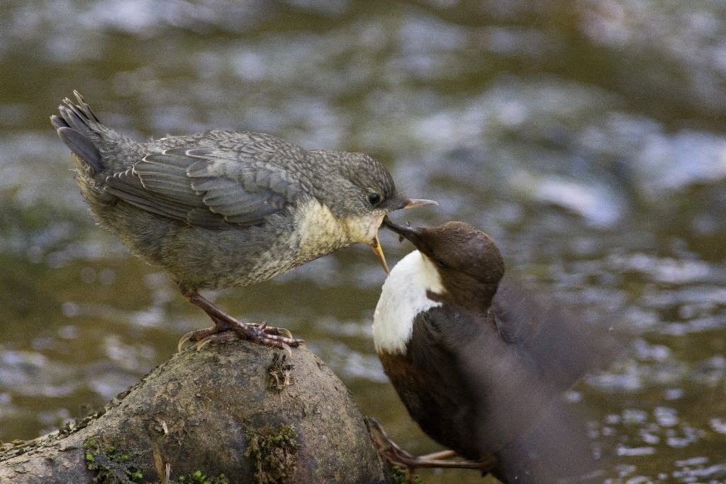 16_19_Wasseramsel_2014_6811