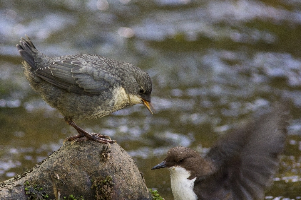 16_20_Wasseramsel_2014_6812