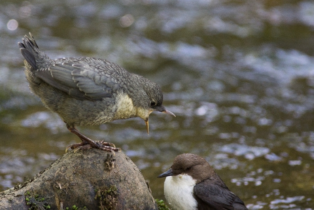 16_21_Wasseramsel_2014_6813