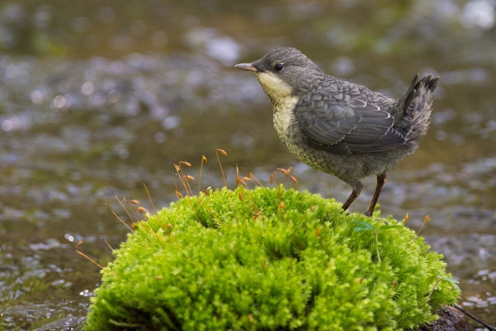 16_31_Wasseramsel_2014_6818