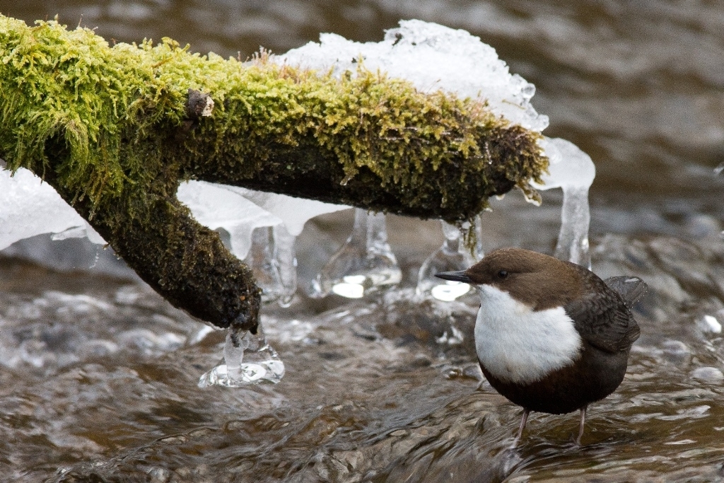 25_11_Wasseramsel_7203.JPG