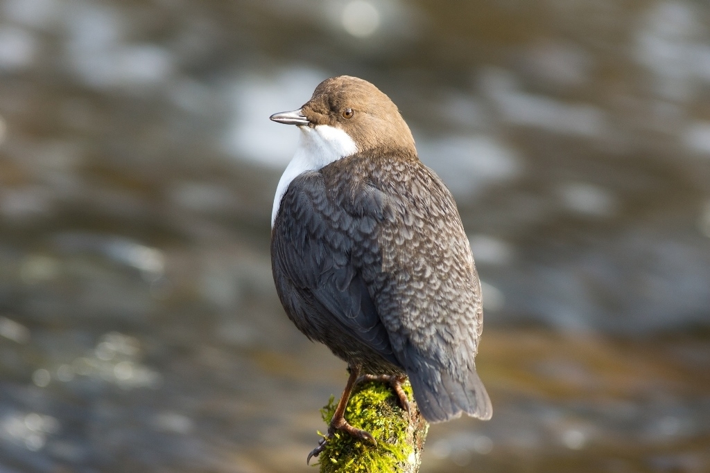 25_12_Wasseramsel_DSC4789
