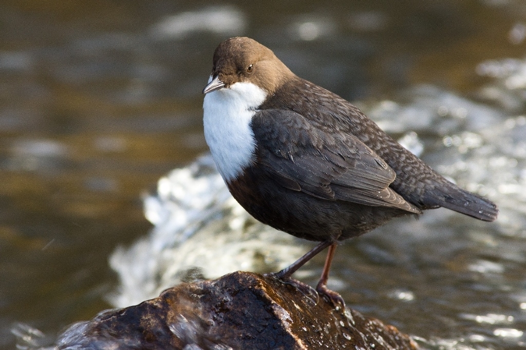 25_13_Wasseramsel_DSC4882