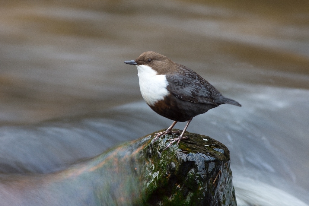25_17_Winterwald_DSC4979